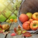 Herbstkur Herbst