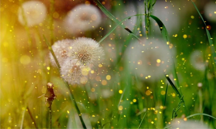 Heuschnupfen-Naturheilkundliche-Allergiebehandlung