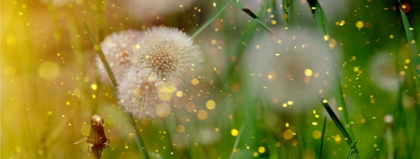 Heuschnupfen-Naturheilkundliche-Allergiebehandlung